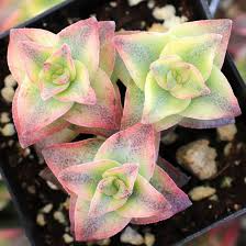 Crassula Perforata ‘String of Buttons’ Succulent - 2 Live Bare Root Plants, Trailing, Easy-Care, Stacked Green & Pink Edges