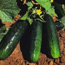 50 Seeds Spacemaster 80 Cucumber Compact Bush Variety for Small Gardens & Containers Cucumis sativus