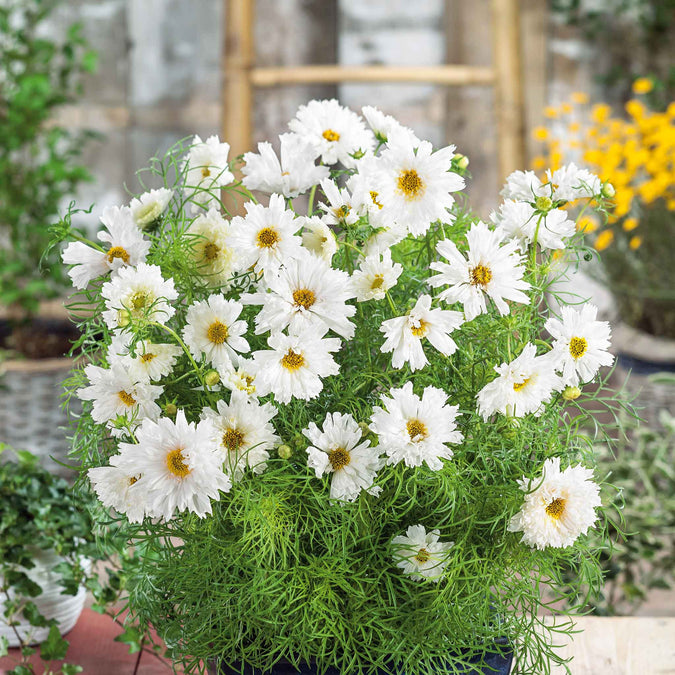 Double Click White Knight Cosmos Seeds – Frilly White Double Blooms, Annual, Cosmos bipinnatus, Cottage & Cut Flower Garden Planting