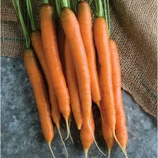 1000+ Mokum Carrot Seeds – Early Maturing Hybrid, Sweet & Crisp, Deep Orange Roots, 50-60 Days, Root Vegetable, Folia Flora