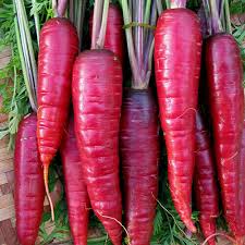 Purple Dragon Carrot Seeds - Heirloom Non-GMO, Reddish-Purple Color, Spicy-Sweet Flavor, Cool Season Root Vegetable, Daucus carota