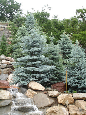 250mg Picea Pungens Glauca NM Carson Seeds | Colorado Blue Spruce Tree Seeds | Evergreen, Hardy, Ornamental Landscaping