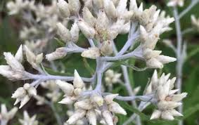 Sweet Everlasting Seeds – Native Dried Flower with Fragrant White Blooms – Pseudognaphalium obtusifolium