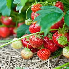 Quinault Ever Bearing Strawberry Plants - 25 Bare-Root Plants for Continuous Harvest - Fragaria × ananassa