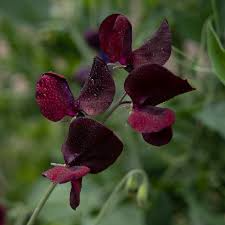 Midnight Sweet Pea Seeds – 50+ Deep Maroon-Black Blooms Climbing Vine for Trellises, Bouquets & Cottage Gardens – Lathyrus odoratus