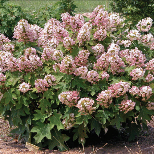 Munchkin Dwarf Oakleaf Hydrangea Starter Plant | Compact Shrub with White to Pink Blooms | USDA Zones 5-9 | Live Garden Plant