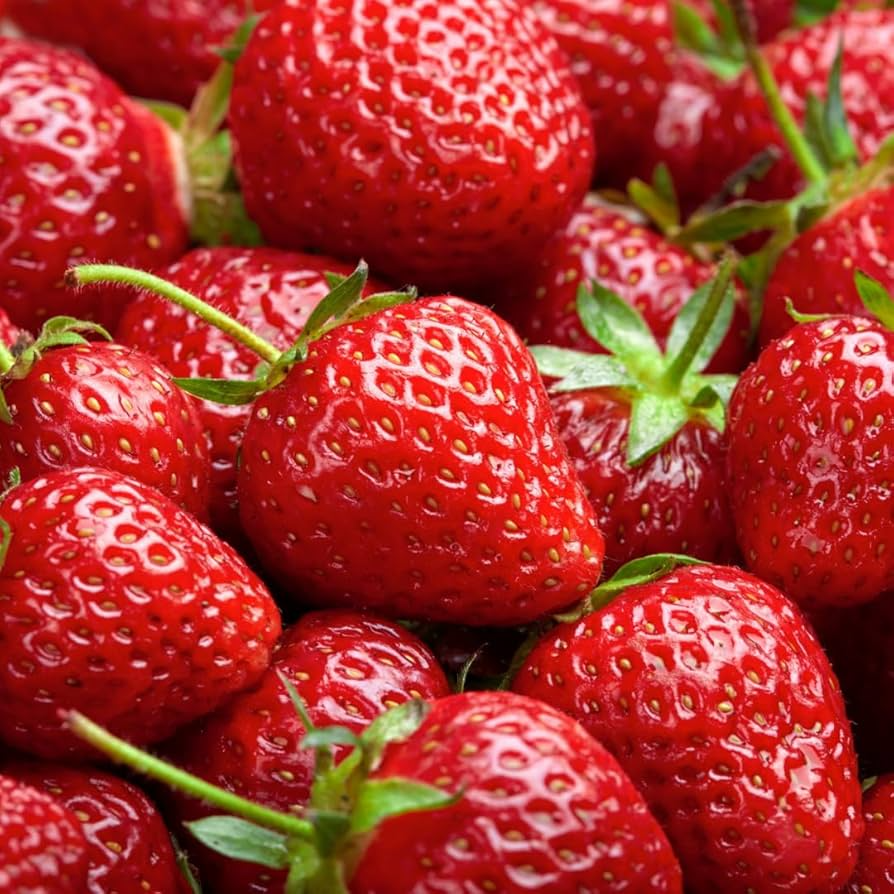 10 Puget Crimson Strawberry Plants Bare Root | Large Sweet Berries | High Yield Summer-Bearing Fragaria × ananassa