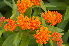 10 Butterfly Weed Plants (Asclepias Tuberosa) Perennial Bare Root Monarch Host Pollinator-Friendly Drought-Tolerant