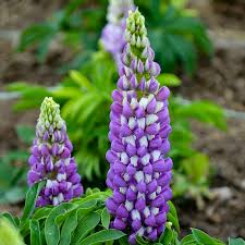 Perennial Blue Lupine Seeds 500mg - Lupinus polyphyllus, Pollinator-Friendly Wildflower for Gardens and Meadows