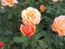 About Face Rose Starter Plant – 6-10 Inch Live Rose Bush with Two-Toned Golden Orange & Ruby Red Blooms Rosa 'About Face'