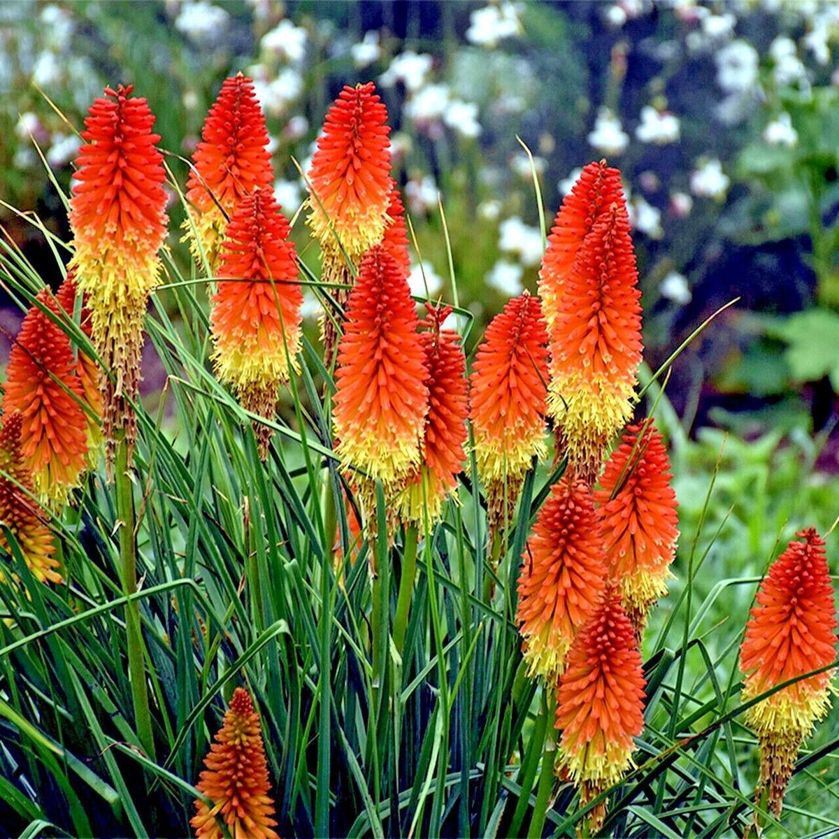 Dwarf Fire Dance Torch Lily Seeds | Kniphofia hirsuta | Rare Perennial Flower | Drought Tolerant, Full Sun, Butterfly & Hummingbird Attracting