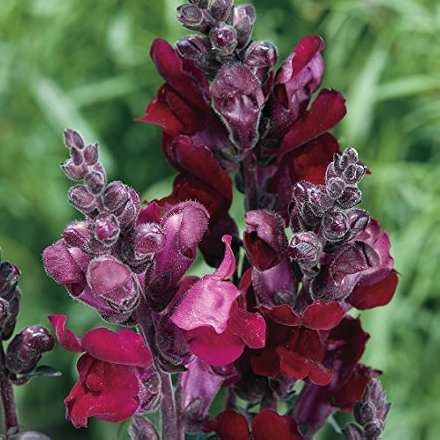 Antirrhinum majus Snappy Black Prince Snapdragon Seeds – Deep Crimson Red Blooms for Garden & Cut Flowers