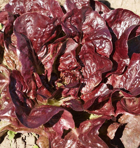 700 Seeds Rouge De Hiver Red Romaine Lettuce Heirloom Cold-Hardy Lactuca sativa for Planting