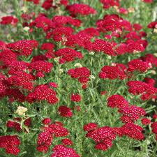 Red Yarrow Seeds, Achillea Millefolium, Vibrant Perennial Pollinator Plant, Drought-Tolerant, Full Sun, Wildflower Garden