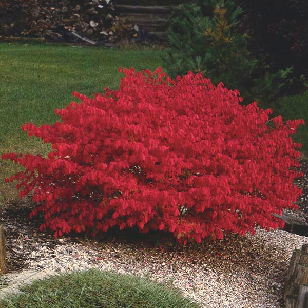 Dwarf Burning Bush Bare Root Shrub Euonymus alatus - Vibrant Red Fall Foliage, Hardy Deciduous Plant