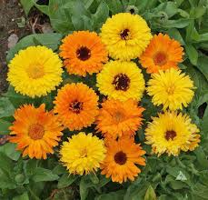 Calendula Seeds | Pacific Beauty Orange | Bright Orange Blooms | Calendula officinalis | Easy to Grow Annual Flower