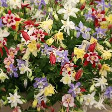 McKana Giant Mix Columbine Seeds - Aquilegia caerulea - Colorful, Long-Lasting Blooms for Gardens and Pollinators