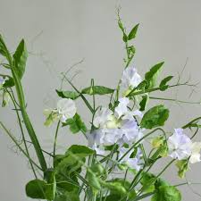 Sweet Pea Seeds – Lavender-Pink Blooms – Climbing Flower Vine for Bouquets & Gardens – Lathyrus odoratus