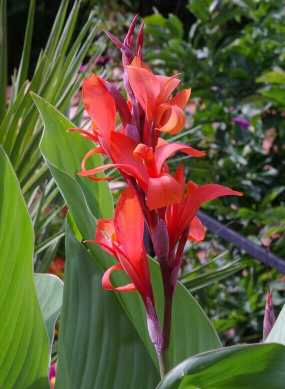 Canna Edulis Ker Gawl Bare Root Plant, Tropical Ornamental Flower, Easy to Grow Garden Bulb