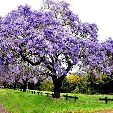 50 Royal Empress Tree Seeds - Fastest Growing Shade Tree with Lavender Flowers - Paulownia tomentosa Non-GMO Seeds
