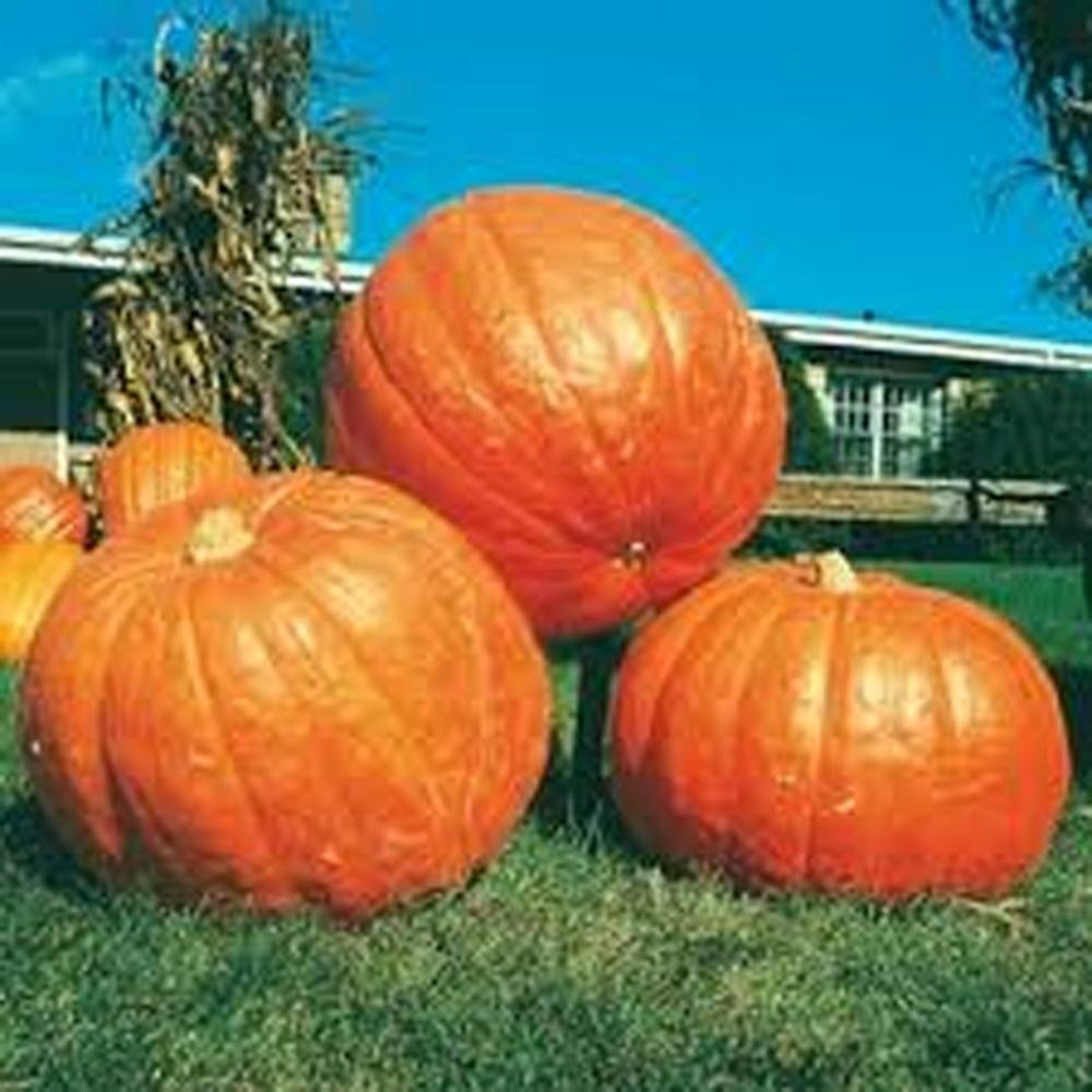 Big Max Pumpkin Seeds - Heirloom, Non-GMO, Giant Cucurbita maxima for Carving, Baking, and Gardening