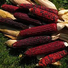 Bloody Butcher Corn Seeds – Heirloom Red Kernels for Flour & Decor – Zea mays, Drought-Tolerant, 10–12 ft Tall