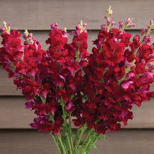 Costa Velvet I–II Snapdragon Seeds 1000+ Deep Velvet Red Blooms for Garden & Cut Flowers Antirrhinum majus