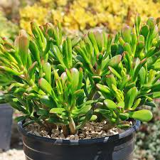 Crassula Ovata ‘Hobbit Jade’ Bare Root Plant – 2-4 Inches, Unique Bonsai Succulent, Money Tree, Drought-Tolerant Houseplant