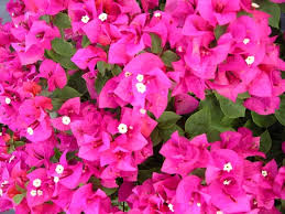 Helen Johnson Bougainvillea Starter Plant, Compact Tropical Garden Plant, Indoor & Outdoor, Well-Rooted Seedling