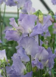 Alison Louise Sweet Pea Seeds – 50+ Pale Pink Blooms, Climbing Vine for Trellises, Bouquets & Cottage Gardens, Lathyrus odoratus