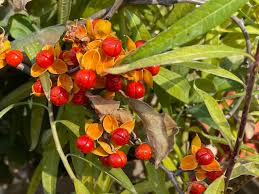 American Bittersweet Seeds – Native Climbing Vine with Bright Orange-Red Berries – Celastrus scandens, 500mg