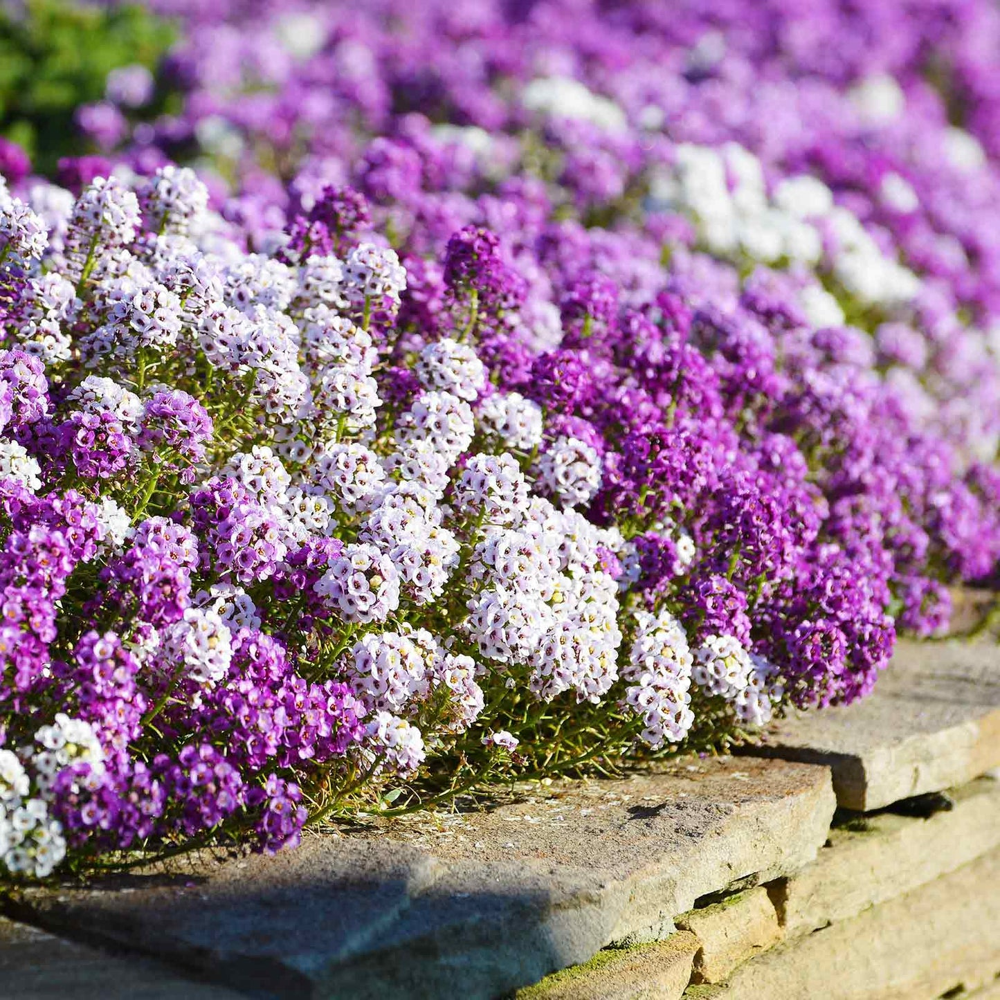 Alyssum Magic Circle Mix Seeds, Trailing Groundcover, Pink Purple White, Lobularia maritima, Non-GMO, Fragrant Flowers