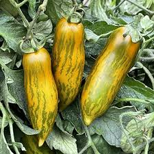 Green Sausage Tomato Seeds – Heirloom, Green-Yellow Striped, Compact, High-Yield Solanum lycopersicum