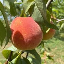 Bare Root Peach Tree 2-3 Ft Tall, Harvester Variety, Prunus persica, Live Fruit Tree for Home Garden and Orchard