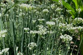 Flowering Chinese Leek Seeds 250mg Allium tuberosum Non-GMO Edible Greens Perennial Herb