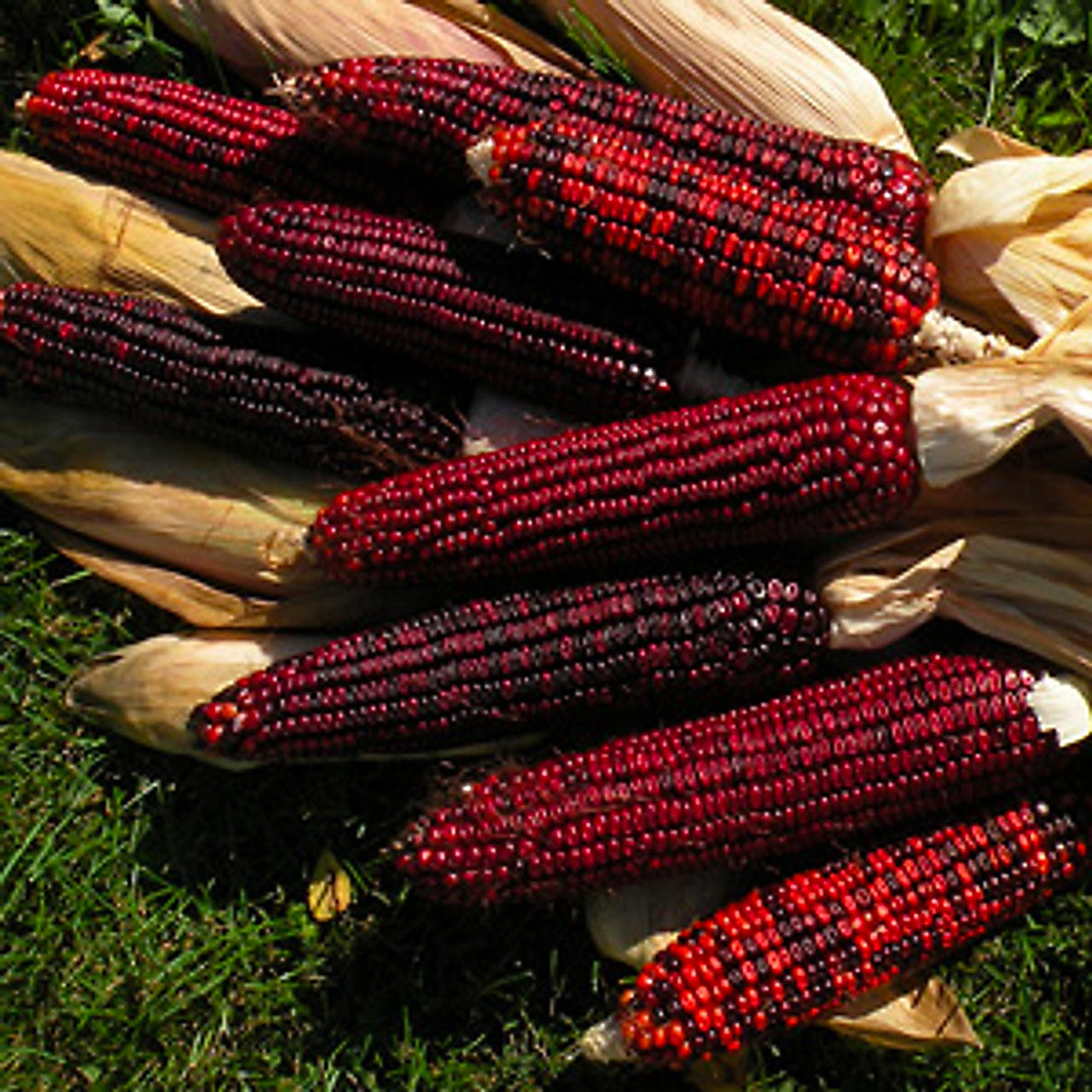 Corn Seeds Bloody Butcher Heirloom Zea mays - Red Kernel, 110-Day Growing Period for Planting & Gardening