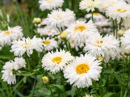 200 Seeds Shasta Daisy Leucanthemum × superbum Perennial White Flowers for Borders & Cut Flowers