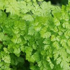 400 Seeds Chervil Herb Seeds - Aromatic, Mild Anise Flavor, Culinary Garnishing, Anthriscus cerefolium
