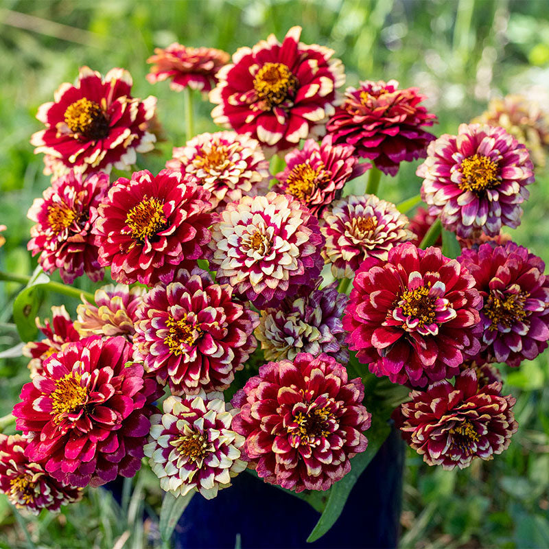 Aztec Burgundy Bicolour Zinnia Seeds – 100+ Two-Tone Blooms for Cut Flowers, Pollinator Gardens & Borders – Zinnia elegans