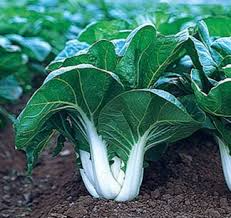 Pak Choi White Stem Seeds – Heirloom Brassica rapa var. chinensis for Garden, Container, Fast Growing, Cold Hardy