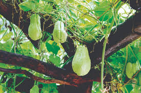 Chayote Squash Plant – Live 10" Mirliton Vine in Pot – Fast Growing Edible Vegetable Plant – Climbing Tropical Garden Plant