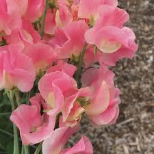 Just Janet Sweet Pea Seeds – Salmon-Pink Climbing Vine for Trellises, Bouquets & Cottage Gardens – Lathyrus odoratus