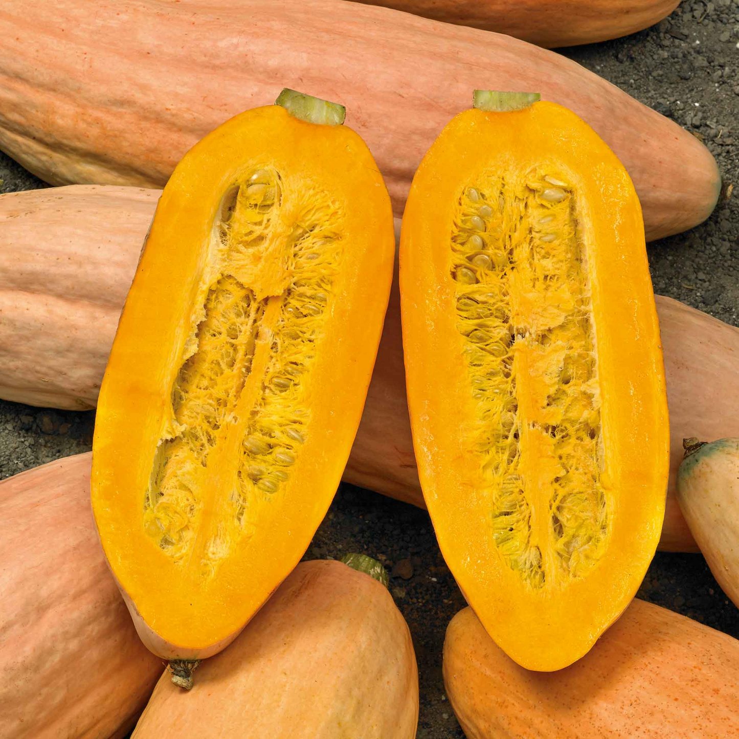 Jumbo Pink Banana Squash Seeds | Heirloom Non-GMO | Sweet Winter Squash for Baking & Canning | Cucurbita maxima