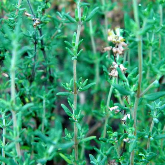 Thyme Seeds 1100 Pack Thymus vulgaris Culinary Herb for Cooking & Pollinator Gardens