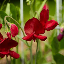 Sweet Pea Seeds 50+ Elegance Deep Red Fragrant Climbing Vines for Trellises Lathyrus odoratus