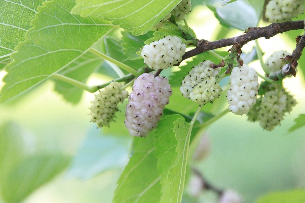 White Mulberry Cuttings 6-8" Morus alba Edible Fruit Tree Propagation for Gardens & Orchards