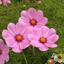 Cosmos Gloria Seeds 1g Bright Pink Purple Magenta Annual Wildflower Pollinator-Friendly Garden Plant