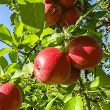 Fuji Apple Tree Live Plant 2-3 Ft Tall Malus domestica for Home Orchard, Edible Landscape, Fresh Eating