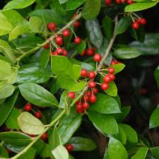 500 mg Ilex Cornuta Seeds – Chinese Holly for Privacy Hedges, Evergreen Shrub, Wildlife-Friendly Landscaping