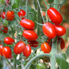 Tomato Roma Seeds – 100mg Heirloom Variety for Canning, Sauces, High Yield, Garden & Container Growing, Solanum lycopersicum